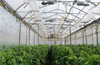 Organic growers of  region plan outlets in DK  and Udupi